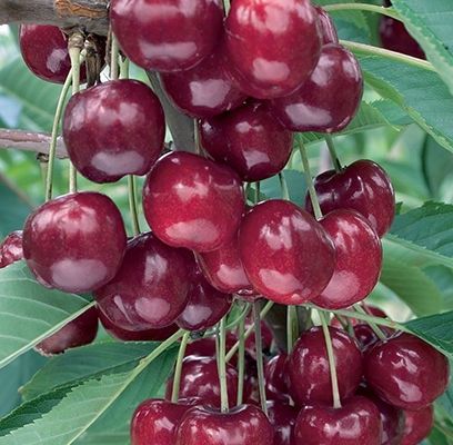 Cherry, Lapin 7/8