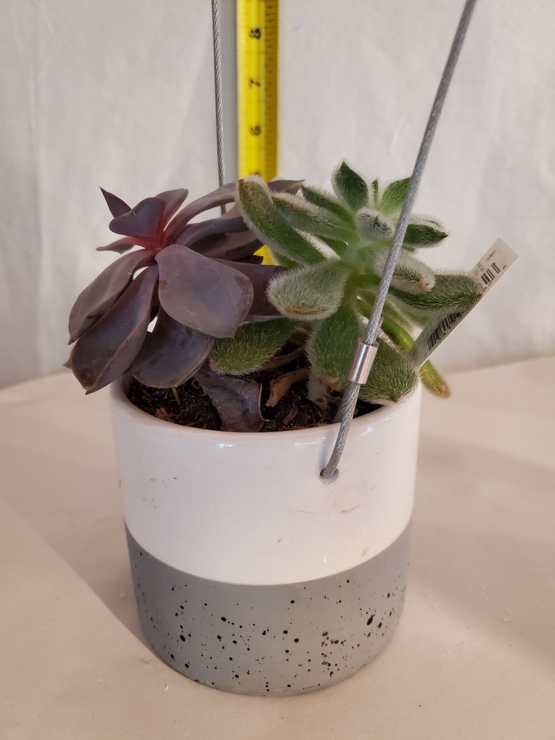 Succu Planter, Cylinder 3.5" ceramic