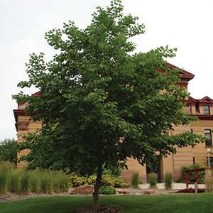 Alder, Prairie Horizon 6&#39;