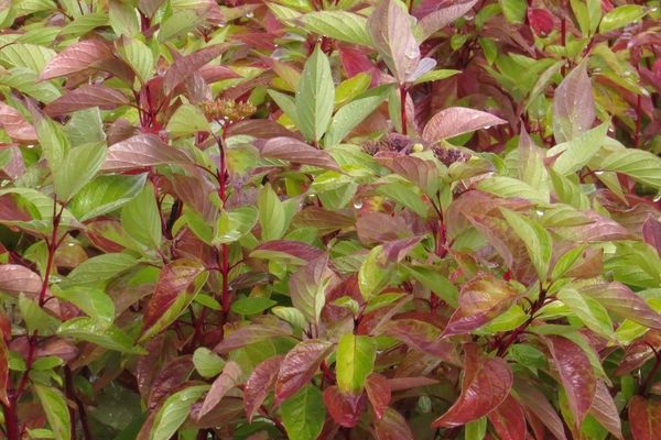 Dogwood, Firedance 5 gal