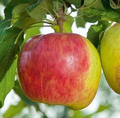 Apple, Prairie Magic 1&quot;