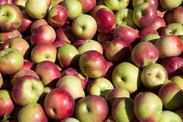 Apple, McIntosh 11/16 CVI