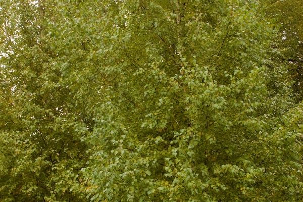 Birch, Dakota Pinnacle 6'