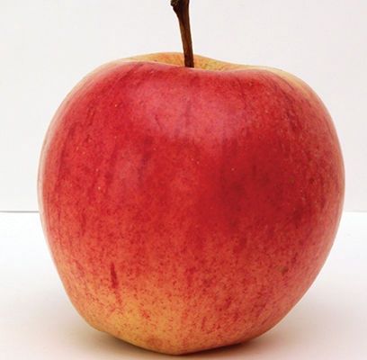 Apple, Norland 11/16&quot;