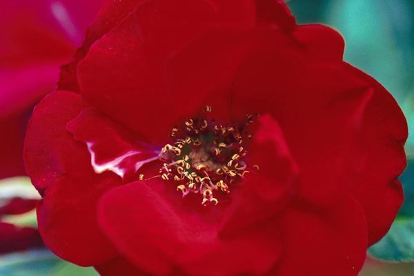 Rose, Hope for Humanity Bud/Bloom