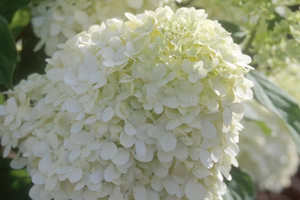 Hydrangea, Limelight Treeform