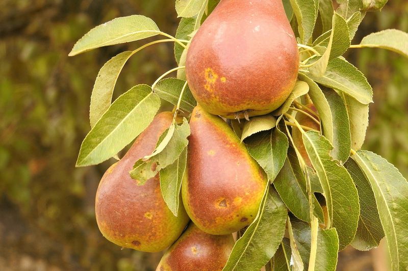 Pear, Golden Spice 1&quot;CVI