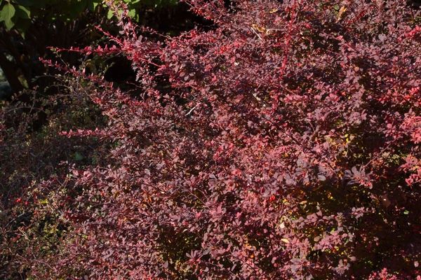 Barberry, Rose Glow 5 gal