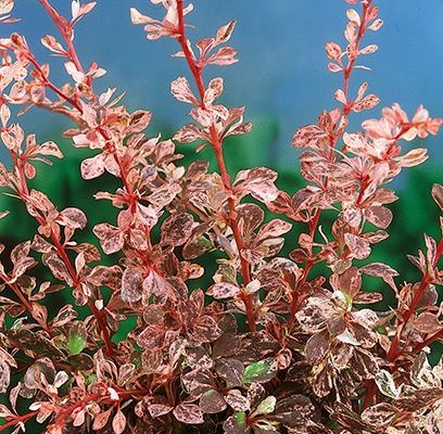 Barberry, Rose Glow 2 gal