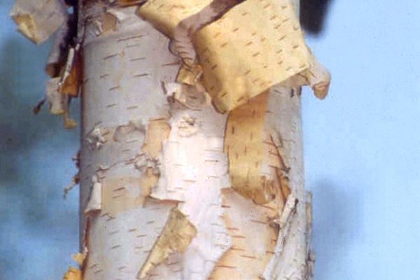 Birch, Renaissance Oasis 8' CL