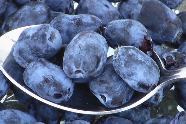 Honeyberry, Borealis 1 gal