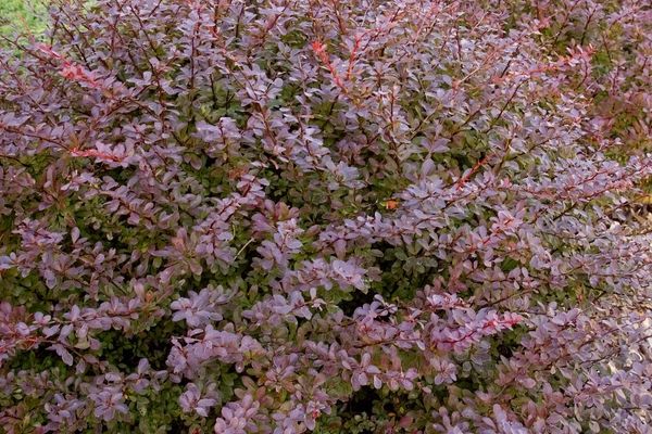 Barberry, Crimson Pygmy 5 Gallon