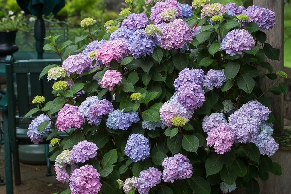 hydrangea, bloomstruck Bud/Bloom