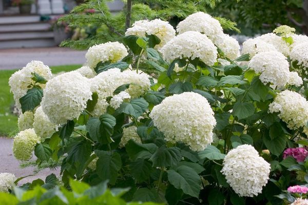 Hydrangea, Incrediball 2 gal
