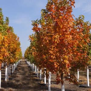 Maple, Fall Fiesta 8' PDQ