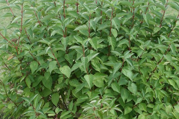 Dogwood, Arctic Fire 1 gal