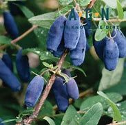 Honeyberry, Tundra 1g