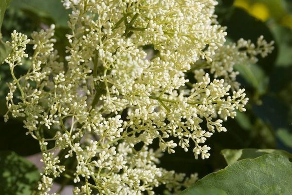 Lilac, Snowdance 5&#39;