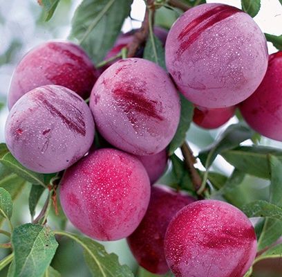 Plum, Waneta
