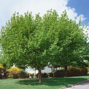 Maple, Box Elder 8g 8'