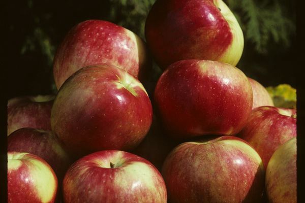 Apple, Zestar 11/16