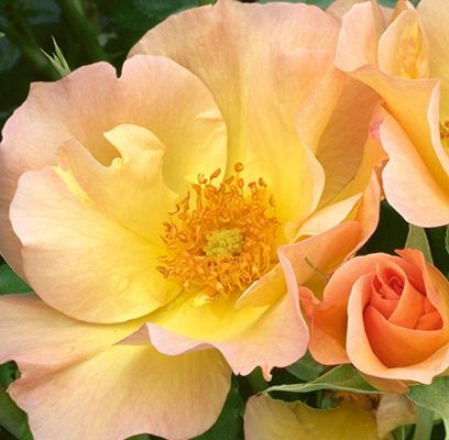 Rose, Morden Sunrise 2 gal