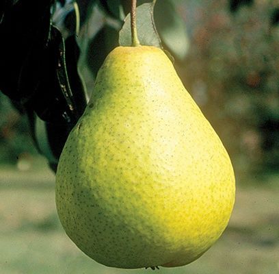Pear, Ure 11/16