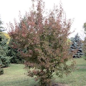 Maple, Flame Amur 10 gal