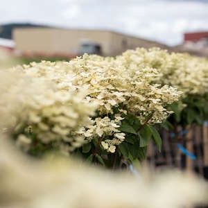 Hydrangea, Quick Fire 7 gal