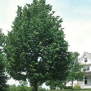 Linden, Frontyard 25g 1 3/4"