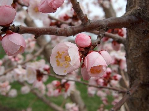 Apricot, Moongold 11/16