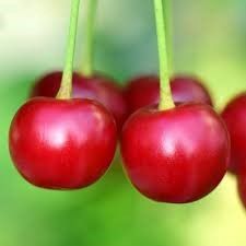 Cherry, Evans Bali 7/8&quot;