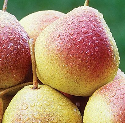 Pear, Summercrisp 1&quot;
