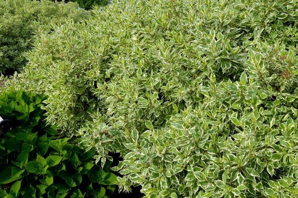 Dogwood, Ivory Halo 5 gal