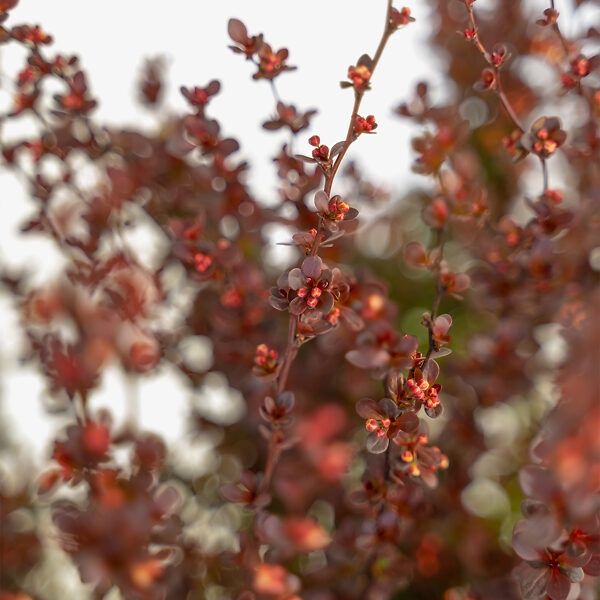 Barberry, Rosy Rocket 2g