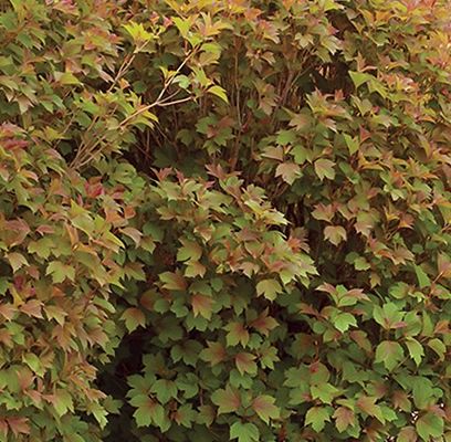 Cranberry Bush, Bailey Compact 18"