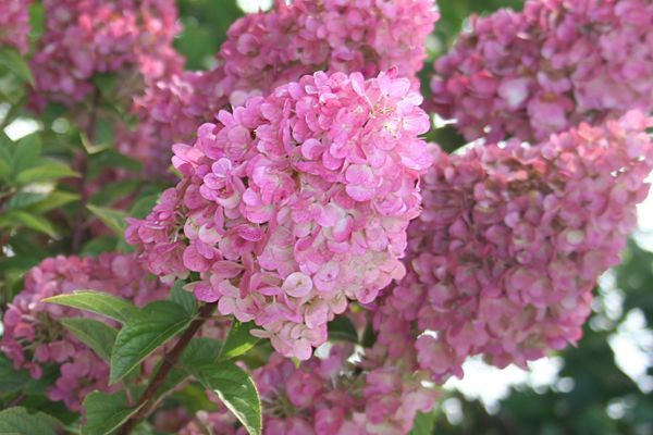 Hydrangea, Strawberry Sundae