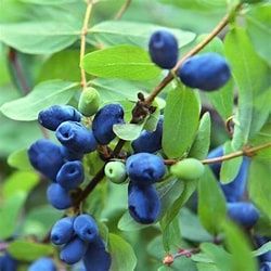 Honeyberry, Berry Blue 2 gal