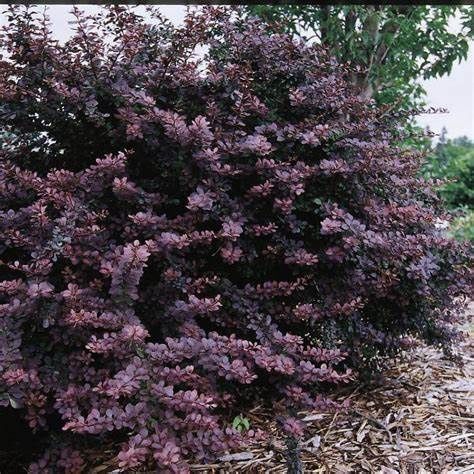 Barberry, Burgundy Carousel 2 gal