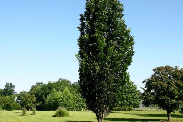 Oak, Regal Prince Columnar 15 G Column