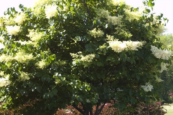 Lilac, Japanese Tree 5 gal
