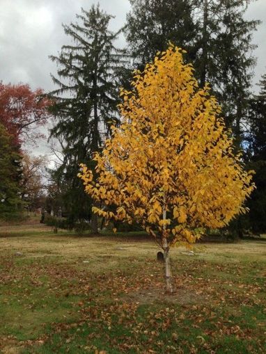Birch, Renaissance Oasis B &amp; B&quot;
