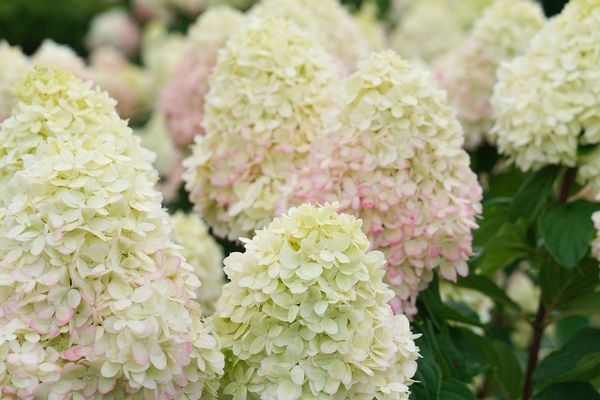 Hydrangea, Limelight 3 gal