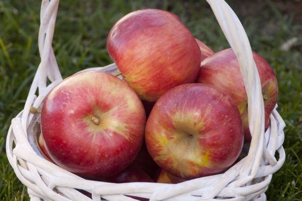 Apple, Fireside 1&quot; CVI