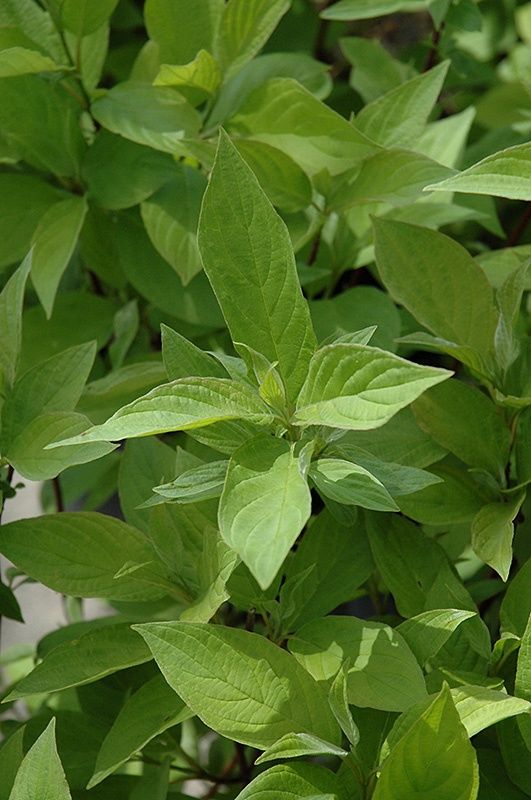 Dogwood, Little Rebel 2 gal