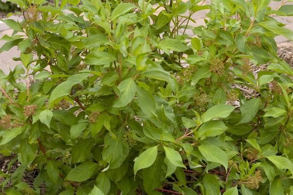 Dogwood, Baton Rouge 2 gal