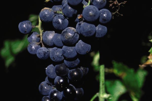 Grape, Beta 2yr #1