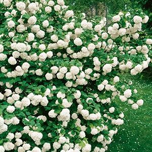 Viburnum, Snowball tree 7 gal