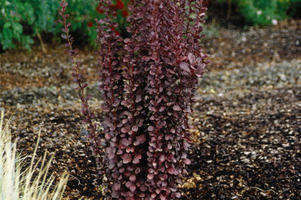 Barberry, Helmond Pillar 2g