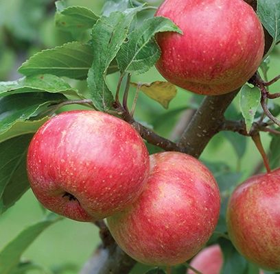 Crabapple, Chestnut 7/8&quot;